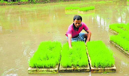 paddy 1
